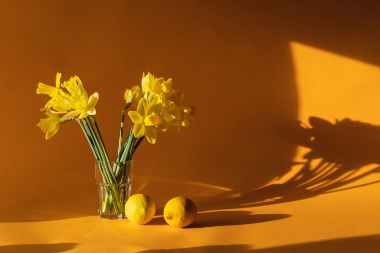 Location avec option d'achat - leasing immobilier daffodils, home decor, yellow-6523446.jpg